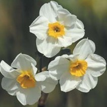 Narcissus 'Laurens Koster'