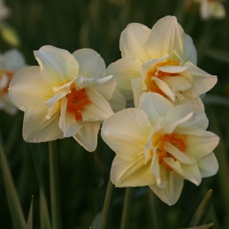 Narcissus 'Mary Copeland' Narcissus 'Mary Copeland'