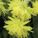 Narcissus 'Rip van Winkle' (84878)