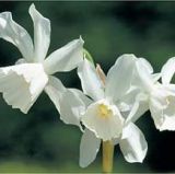Narcissus 'Thalia'