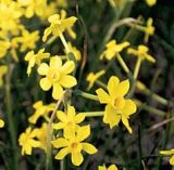 Narcissus jonquila