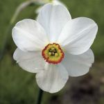 Narcissus poeticus var. recurvus