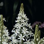 Ornithogalum magnum