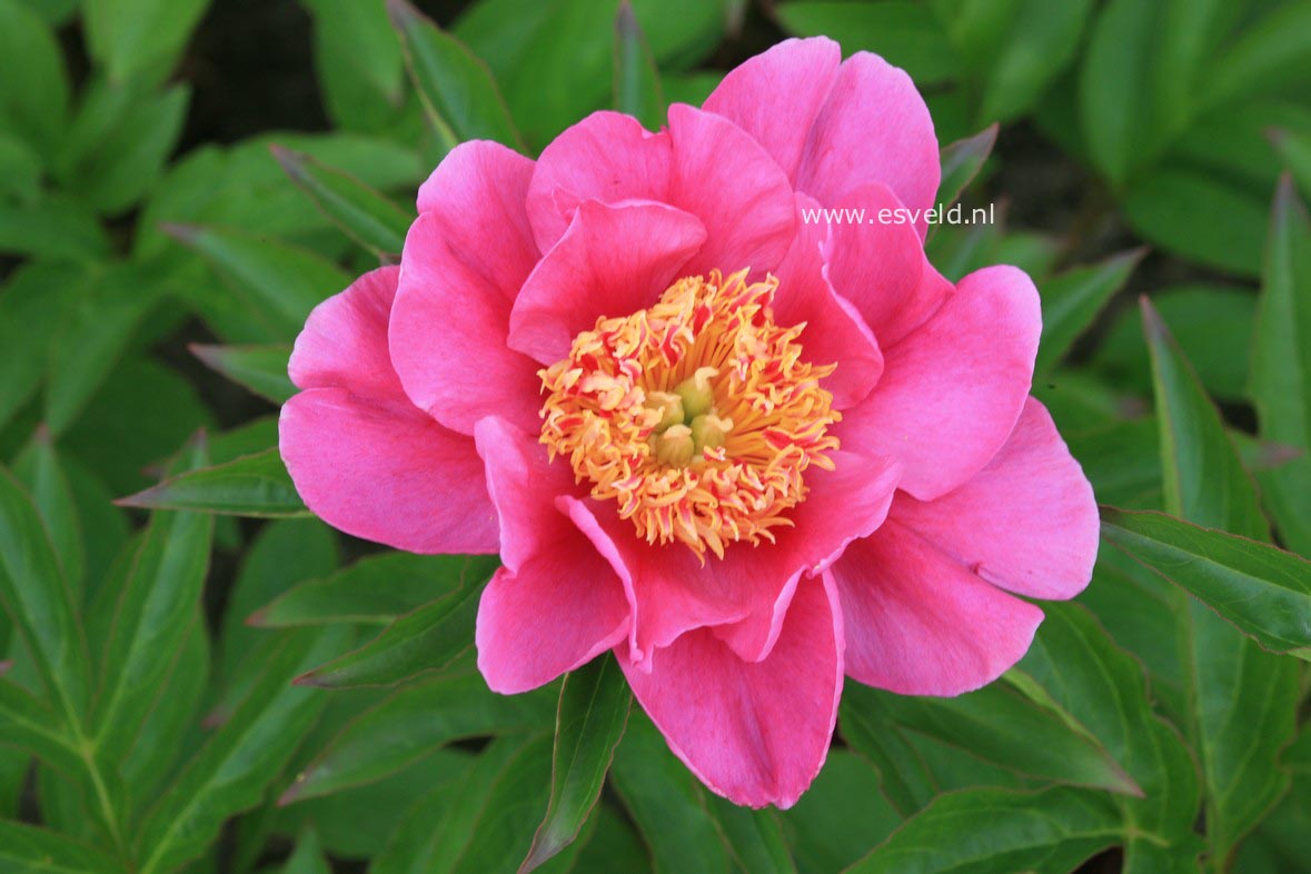 Paeonia 'Alicia Kunkel' (30178)