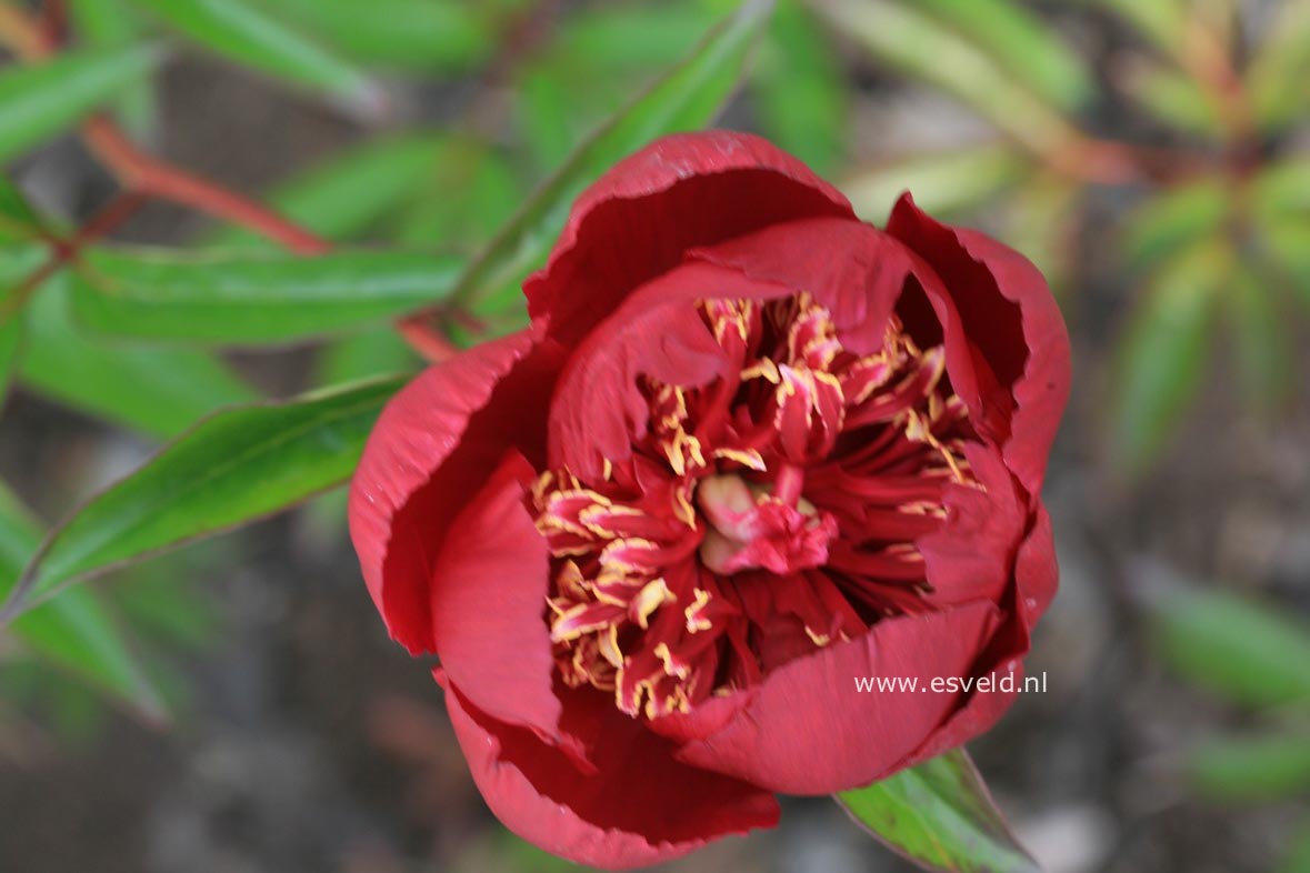 Paeonia 'Coronation'