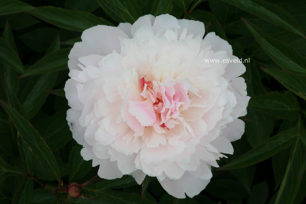 Paeonia 'Dia Jo Kuhan'