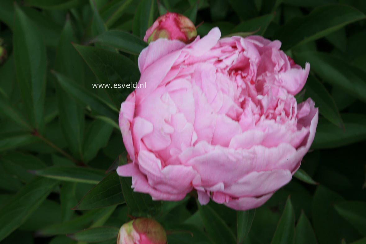Paeonia 'Dolorodell' (30170)