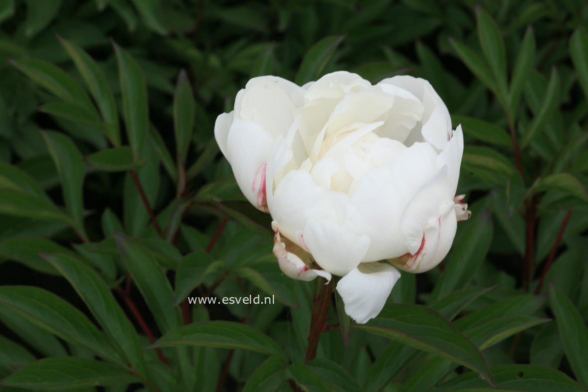 Paeonia 'Duchess of Teck' (30171)