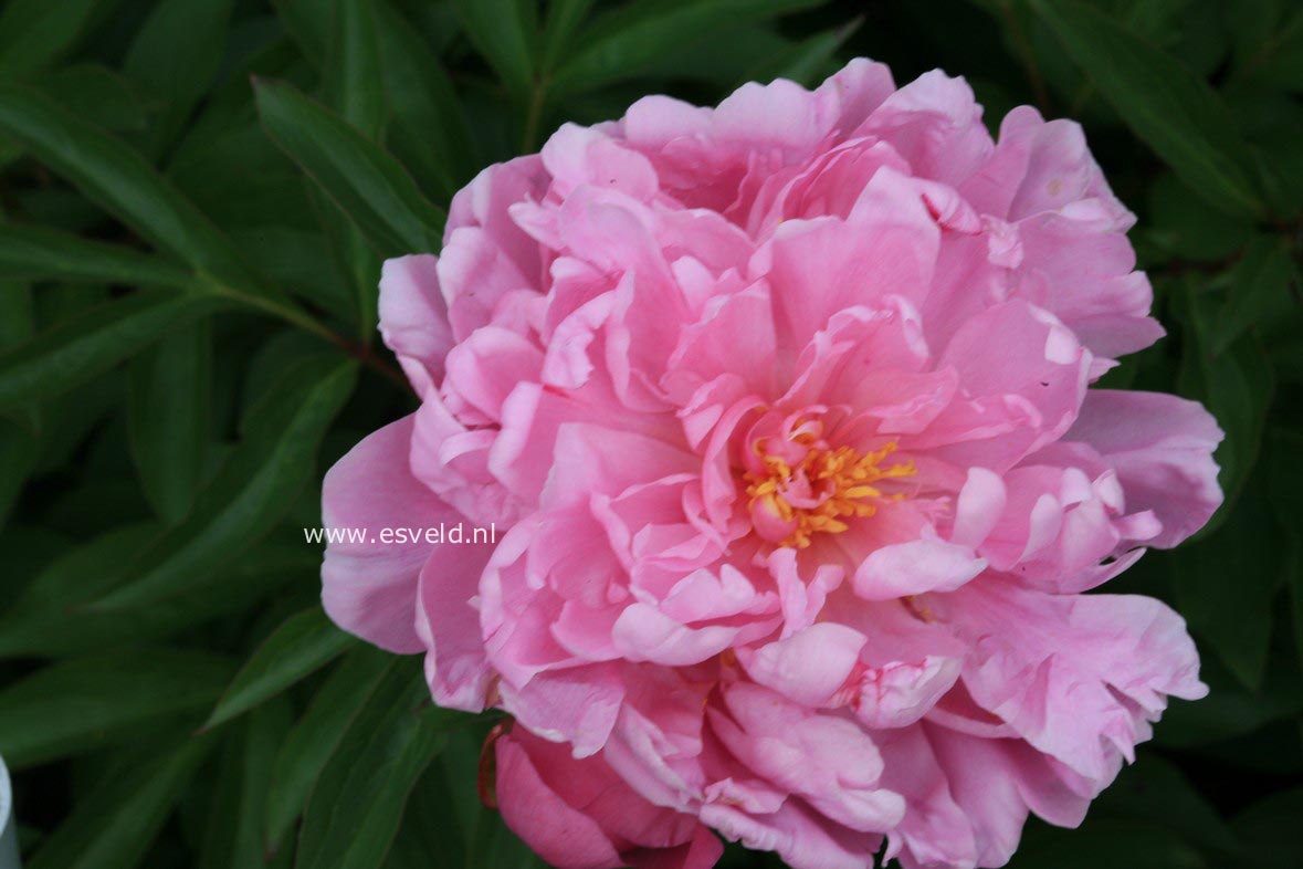 Paeonia 'Elwood Pleas' (30155)