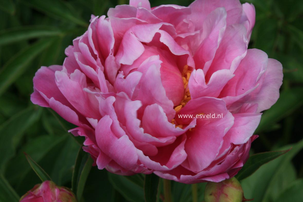 Paeonia 'Kelway's Scented Rose'
