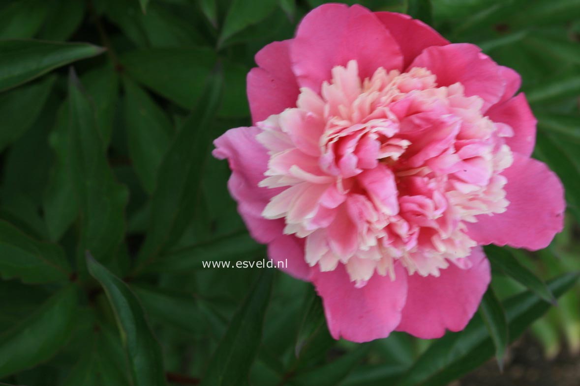 Paeonia 'Kuinori'