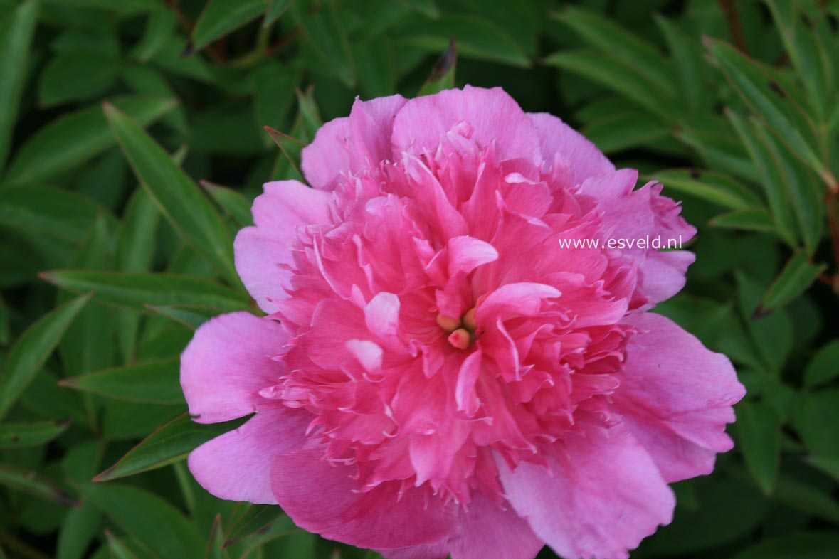 Paeonia 'Madame Butterfly' (30127)
