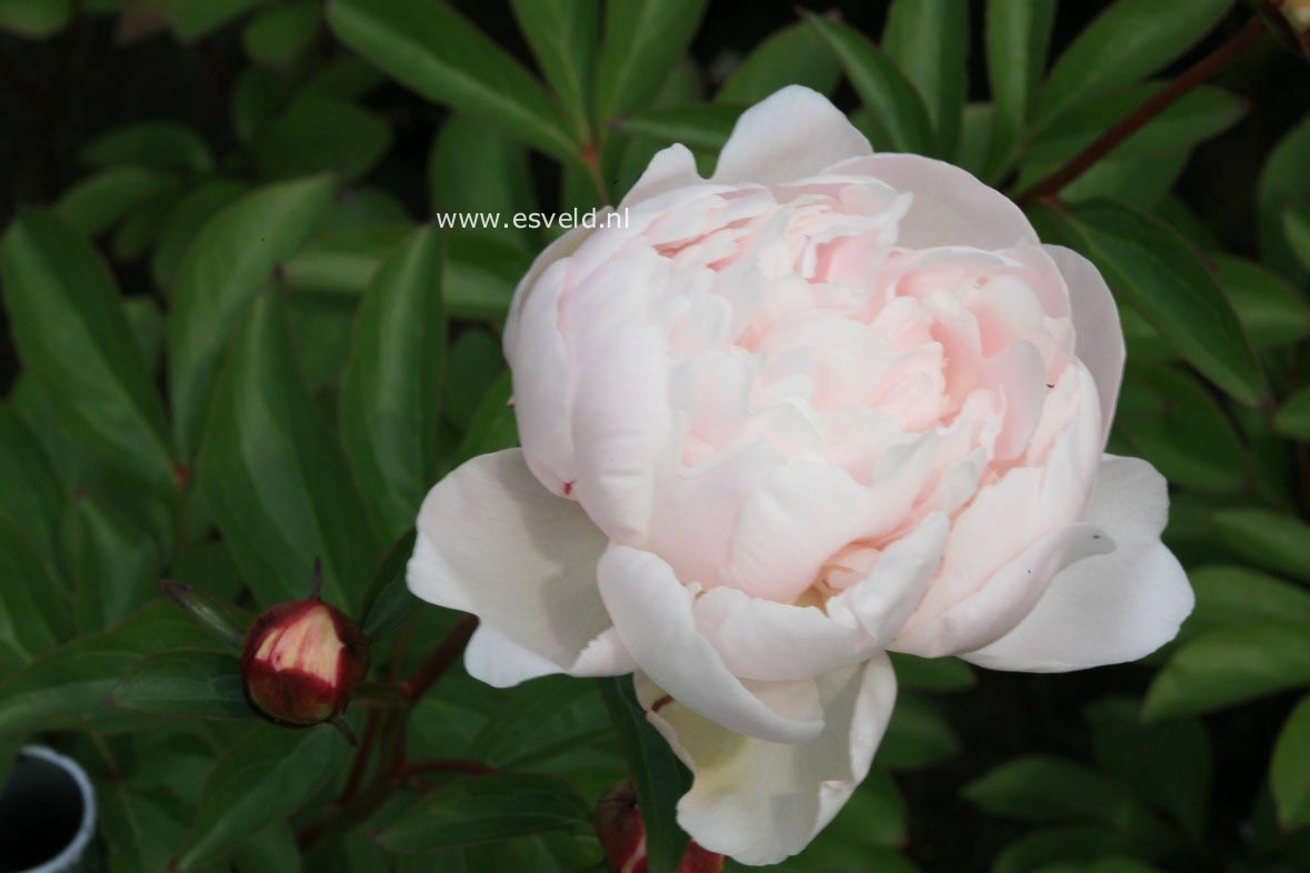 Paeonia 'Opal'