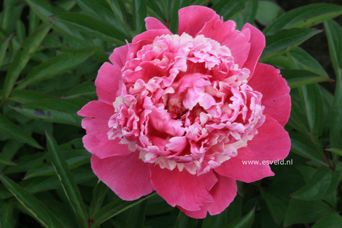 Paeonia 'Pink Derby'