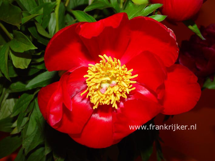 Paeonia 'Scarlett O'Hara'