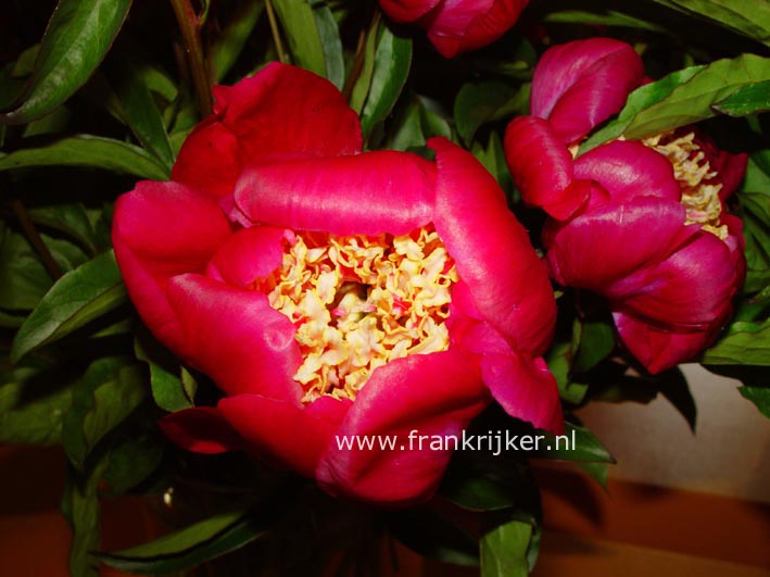 Paeonia 'Sword Dance'