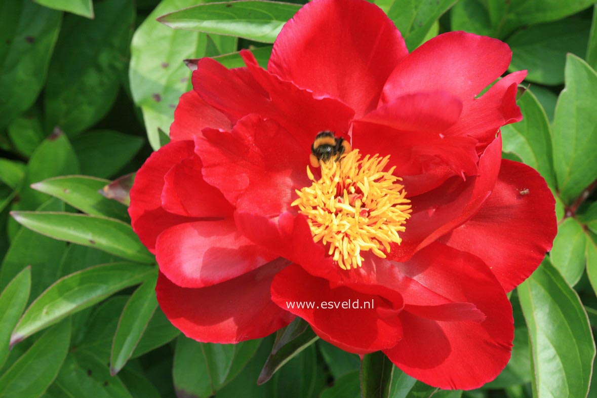Paeonia 'Topeka Garnet'