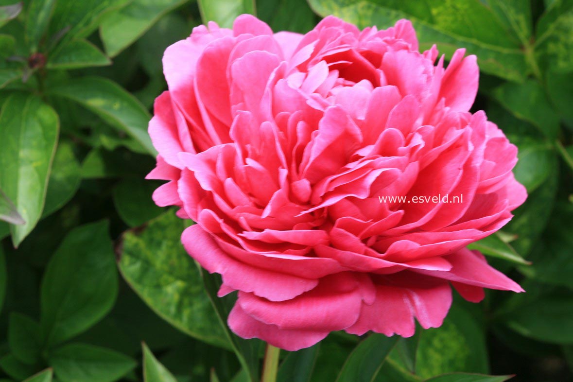Paeonia 'Wilford Johnson' (30106)