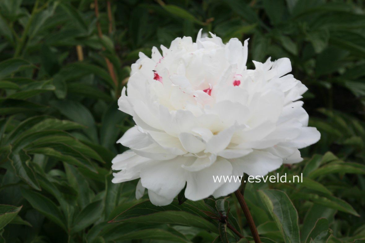 Paeonia 'Zorka'