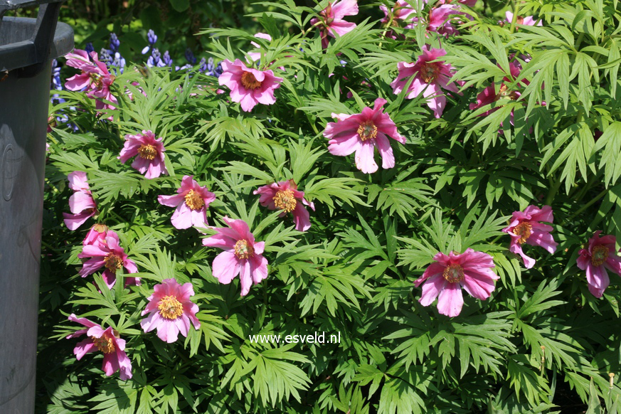 Paeonia broteroi (26093)