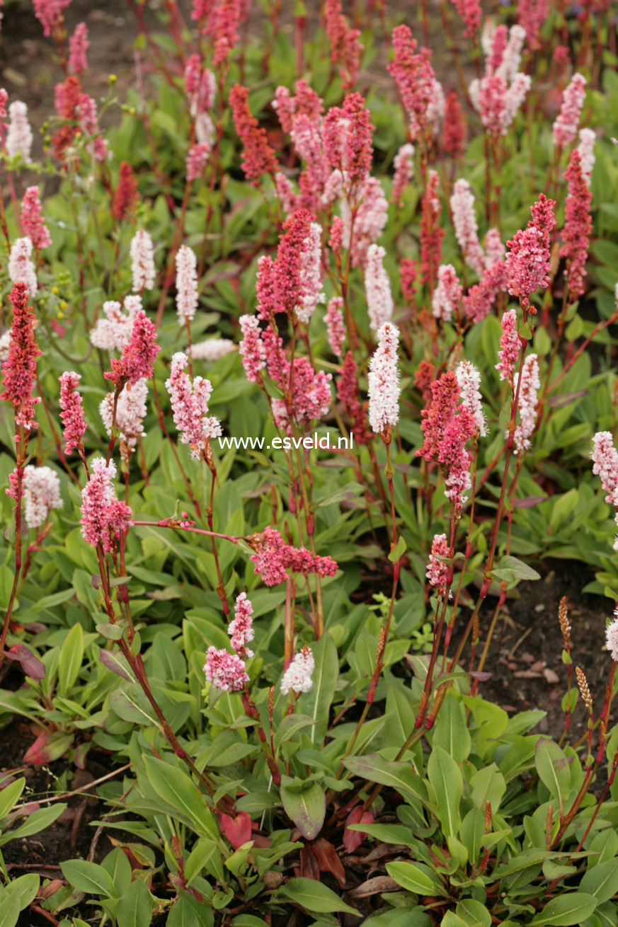 Persicaria affinis 'Dimity'
