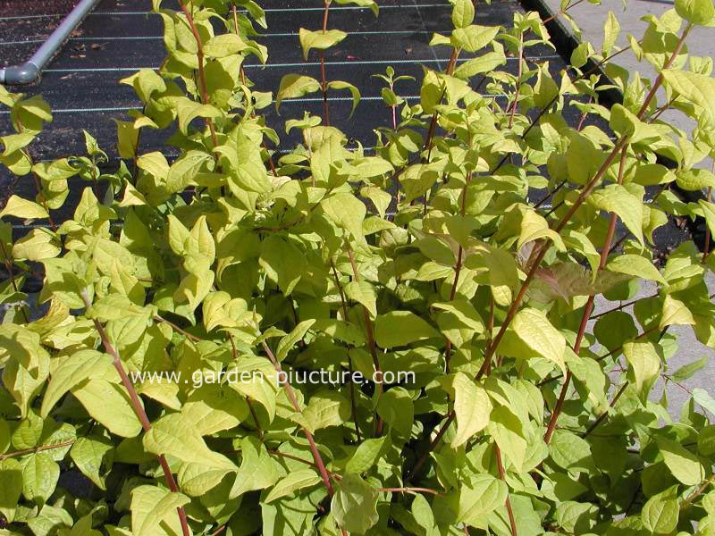 Philadelphus 'Yellow Cab' (59860)