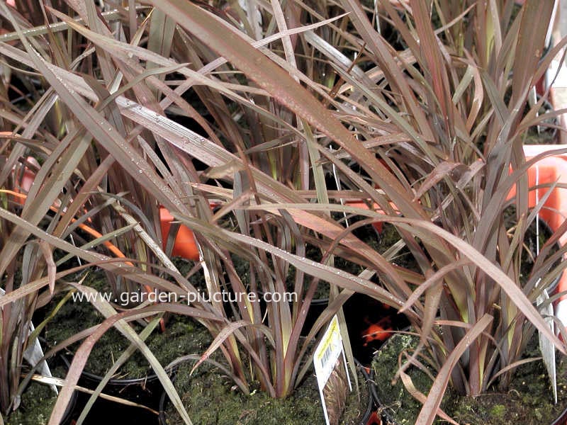Phormium tenax 'Bronze Baby'
