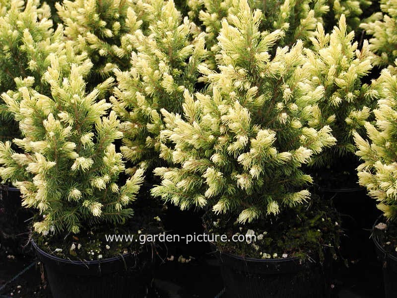 Picea glauca 'Rainbow's End'