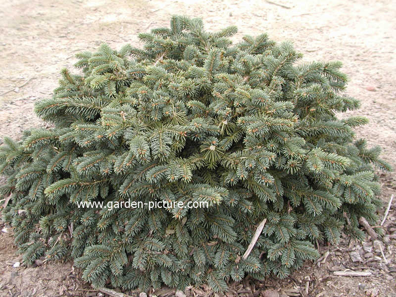 Picea pungens 'Waldbrunn' Picea pungens 'Waldbrunn'