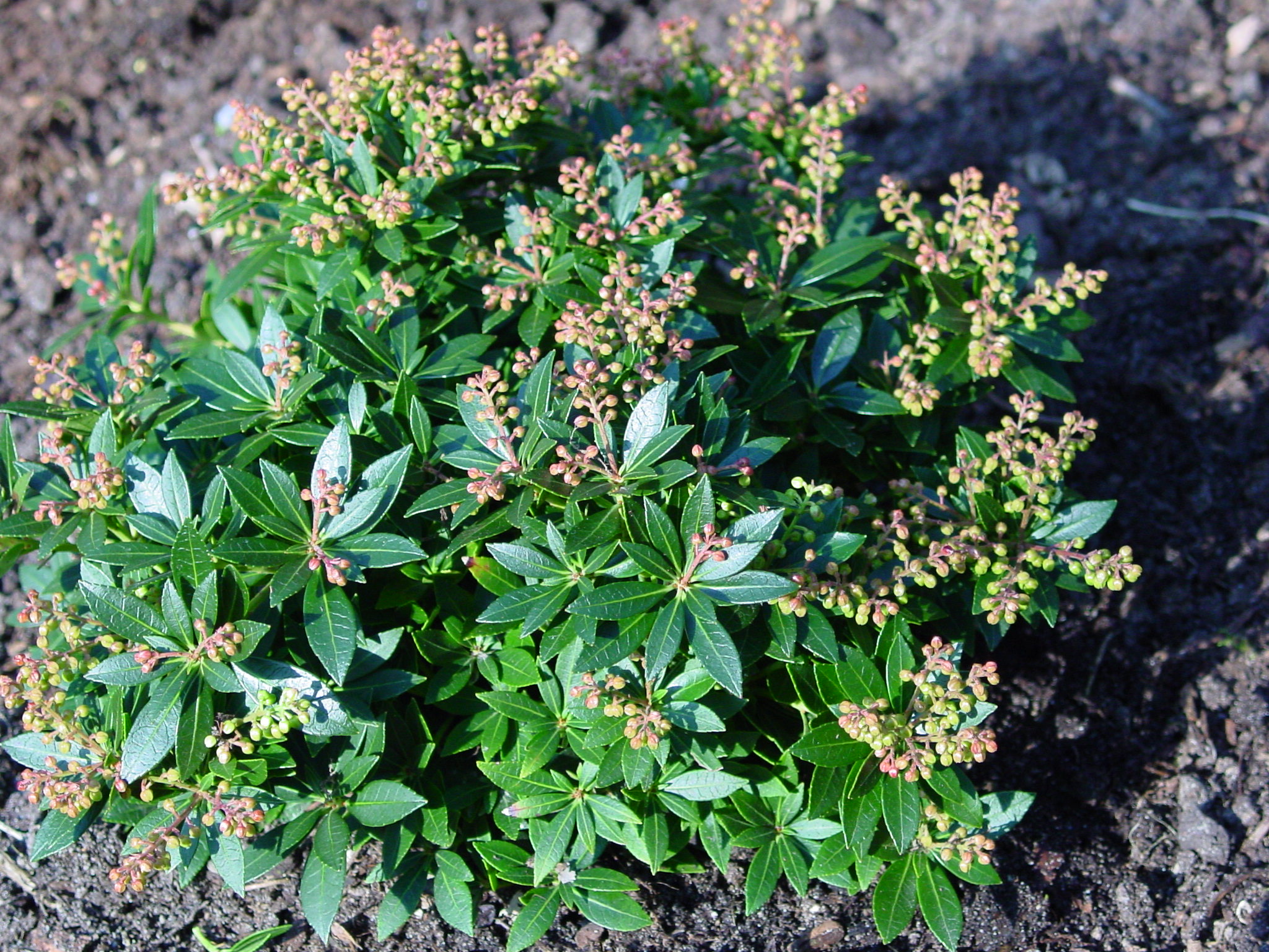 Pieris japonica 'Erik'