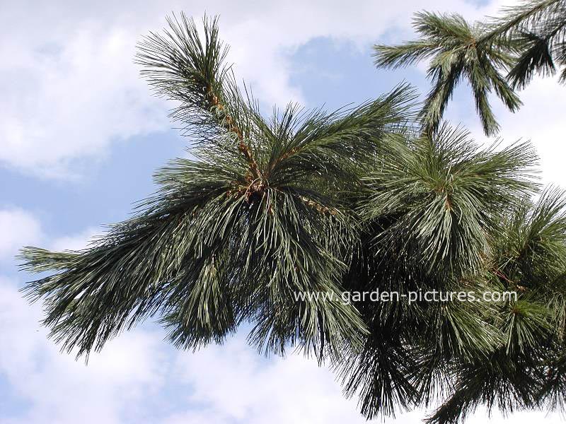 Pinus flexilis