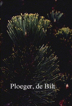 Pinus heldreichii 'Aureospicata'