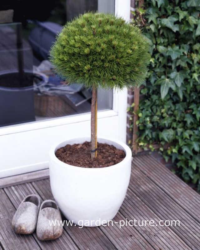 Pinus nigra 'Marie Bregeon' (85034)