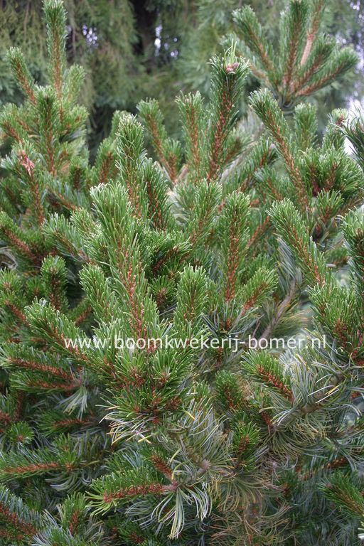 Pinus parviflora 'Chikusa-goten' Pinus parviflora 'Chikusa-goten'