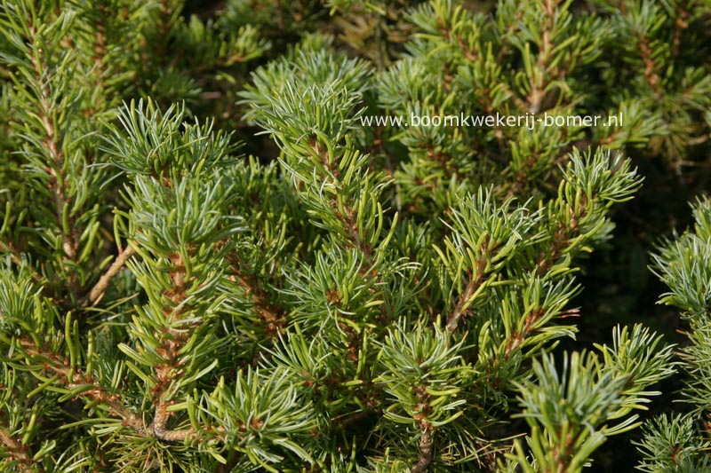 Pinus parviflora 'Kobe' (84315)