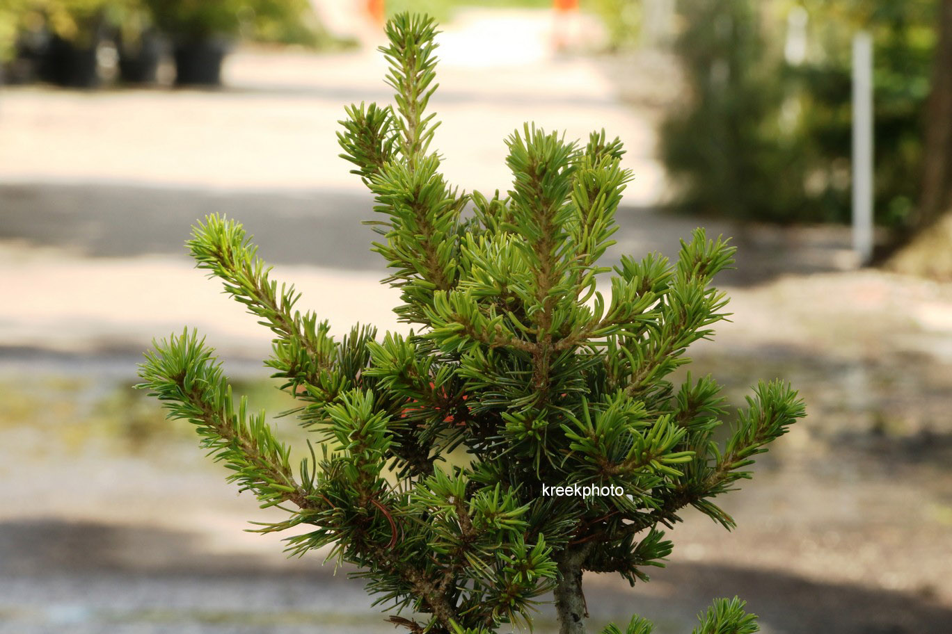 Pinus parviflora 'Yatsubusa' (61181)
