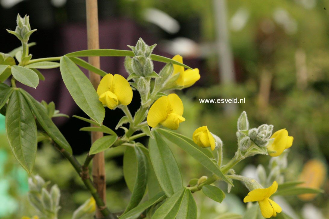 Piptanthus laburnifolius