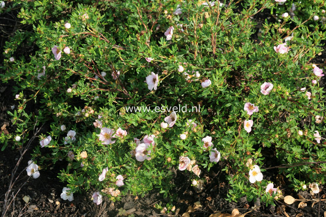Potentilla fruticosa 'Floppy Disk'
