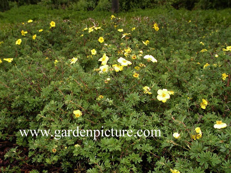 Potentilla fruticosa 'Goldstern'