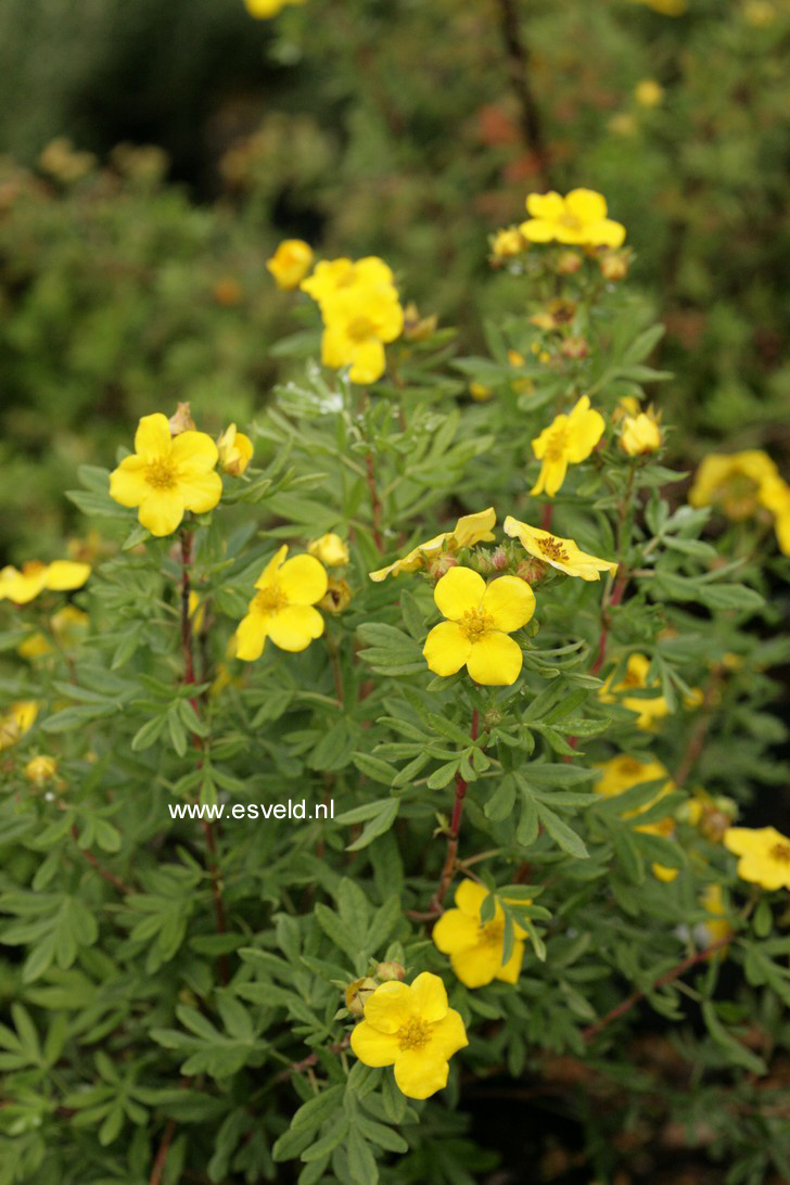 Potentilla fruticosa 'Jackman'