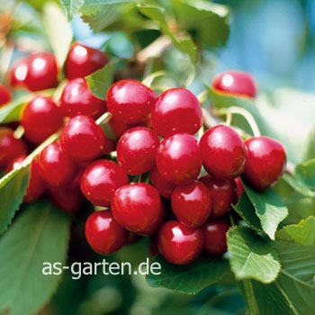 Prunus cerasus 'Achat' (81886)