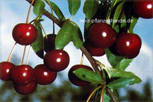 Prunus cerasus 'Morina' (81884)