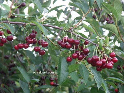 Prunus cerasus 'Ungarische Traubige' (81887)