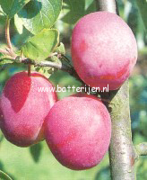 Prunus domestica 'Victoria' (88465)