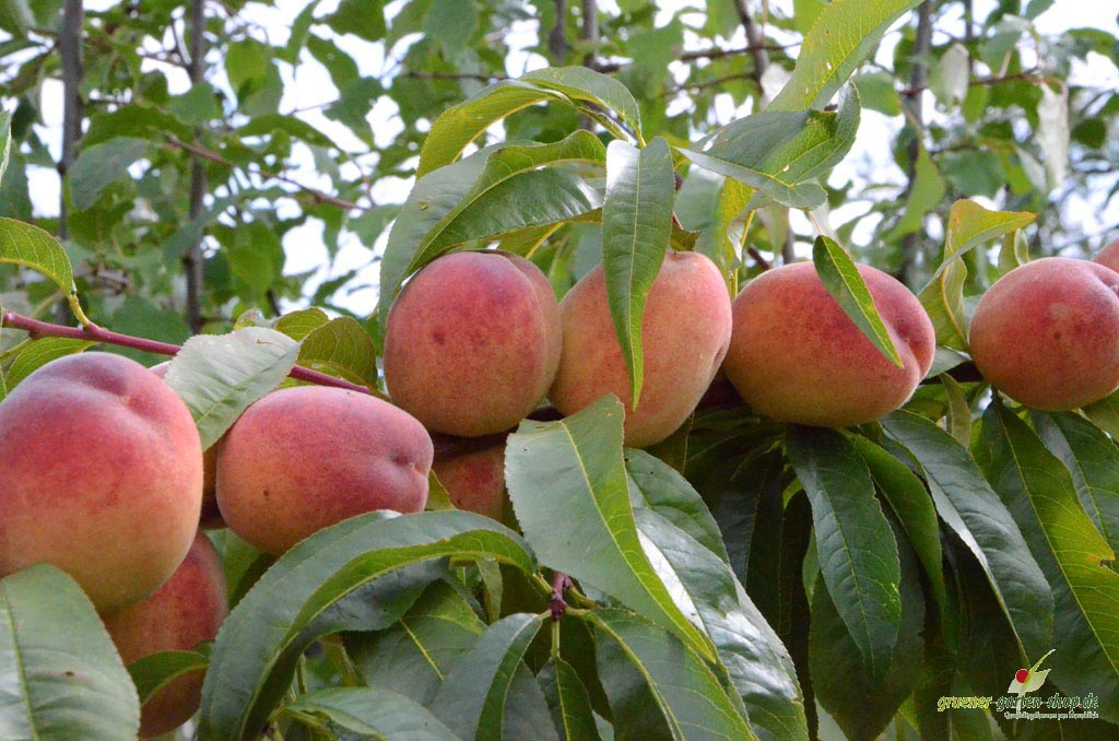 Prunus persica 'Pilot' (81880)