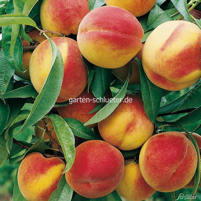 Prunus persica 'Rote Ellerstaedter' (81879)