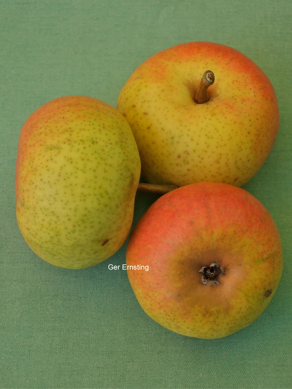 Pyrus communis 'Oranje Bergamotte'