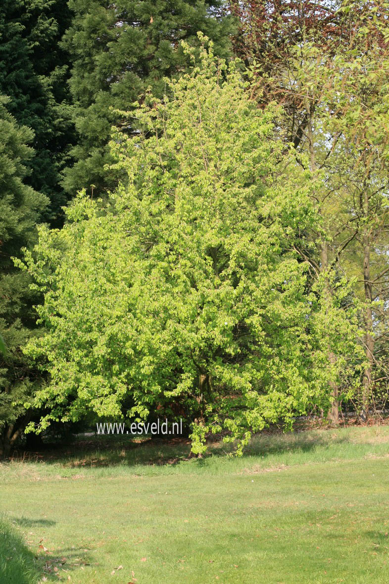 Pyrus communis caucasica (29517)