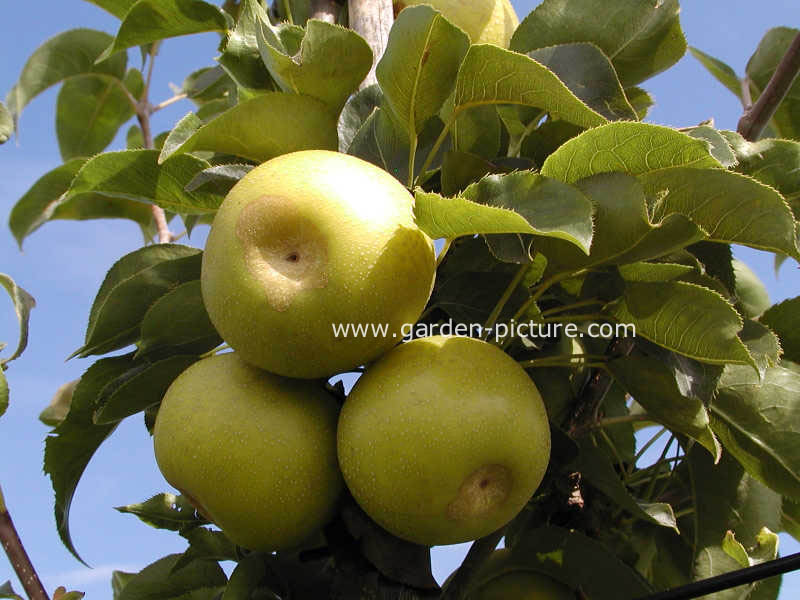 Pyrus pyrifolia 'Nijisseiki'