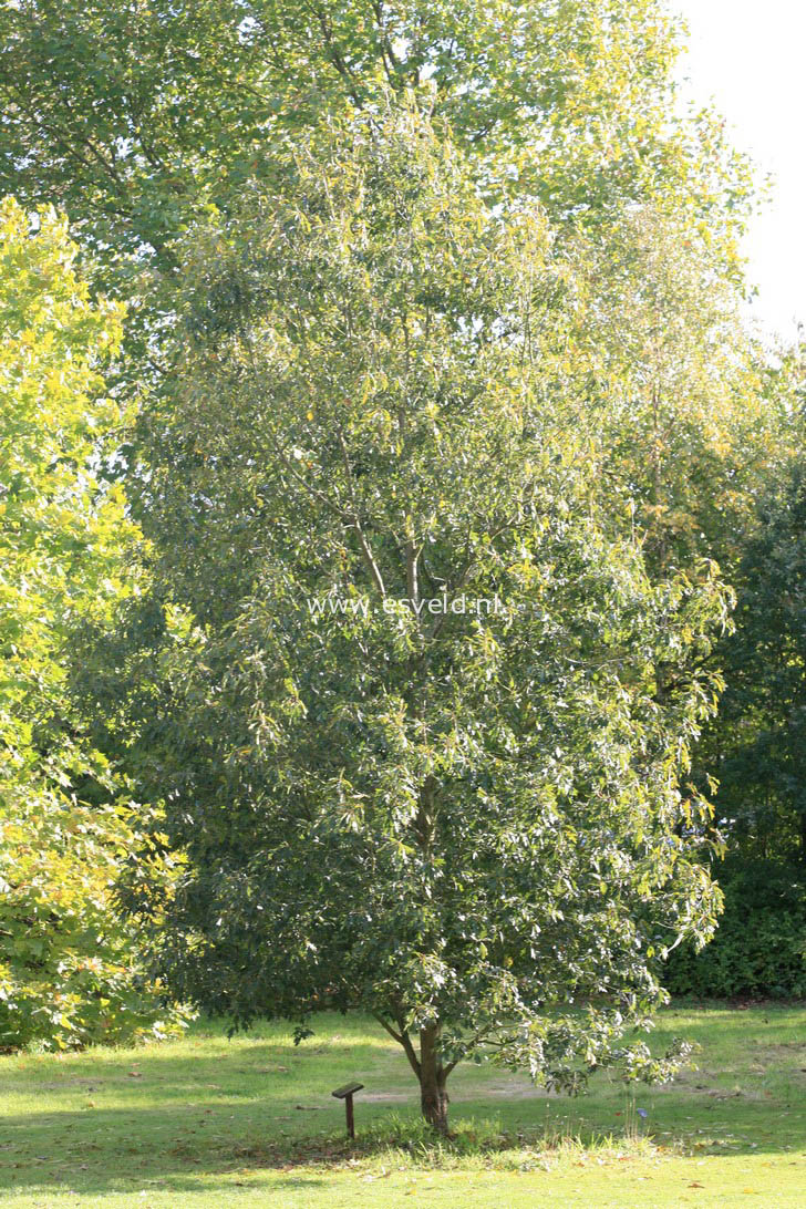Quercus 'Mauri' (27809)